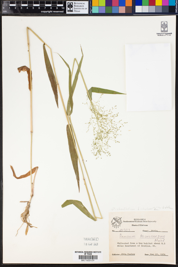 Dichanthelium dichotomum ssp. dichotomum image