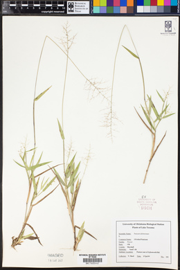 Panicum dichotomum image