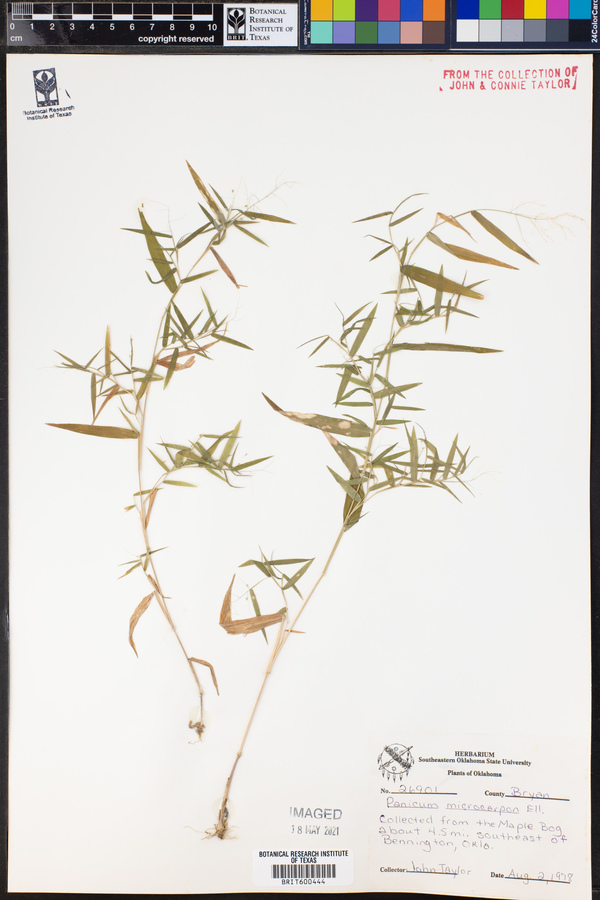 Panicum microcarpon image