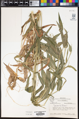 Panicum latifolium image