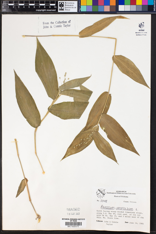Panicum latifolium image