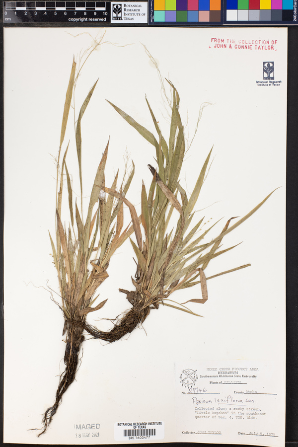 Panicum laxiflorum image