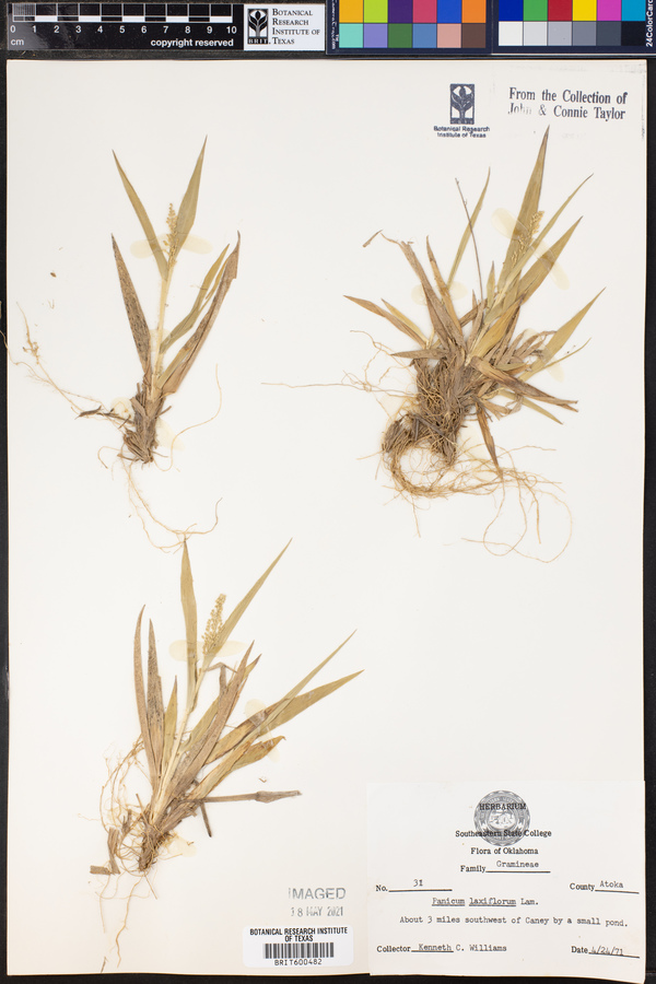 Panicum laxiflorum image