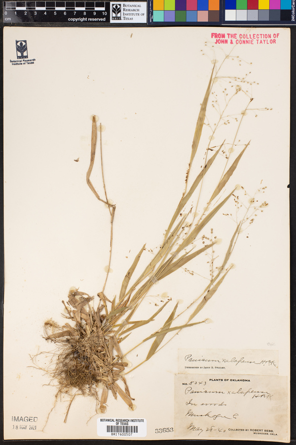 Panicum xalapense image