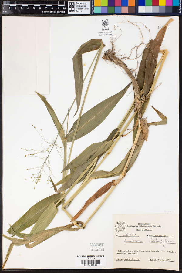 Panicum latifolium image