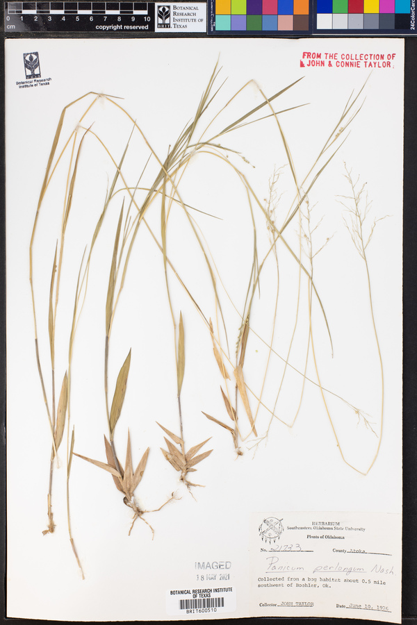 Dichanthelium linearifolium image