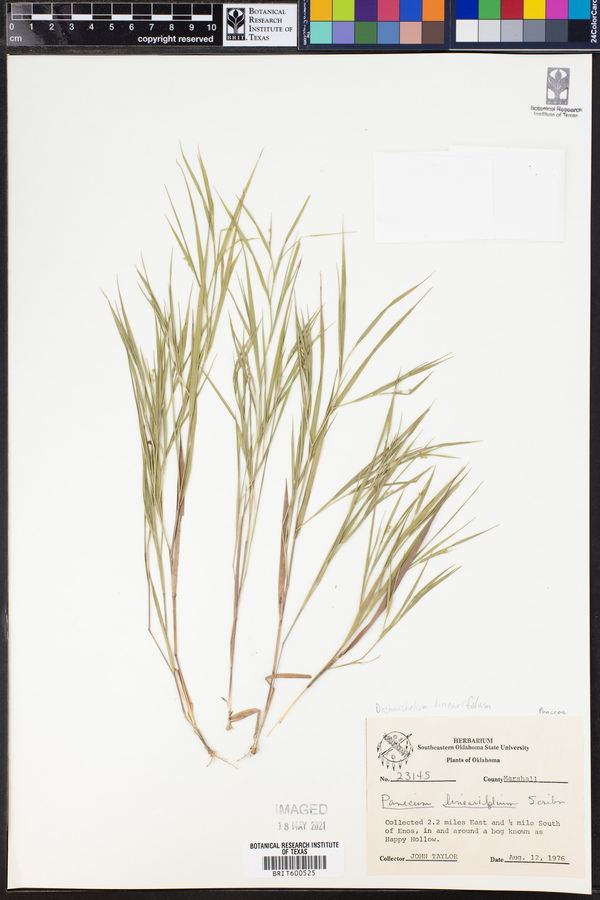 Dichanthelium linearifolium image
