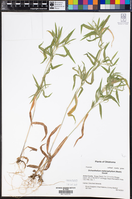 Image of Dichanthelium malacophyllum