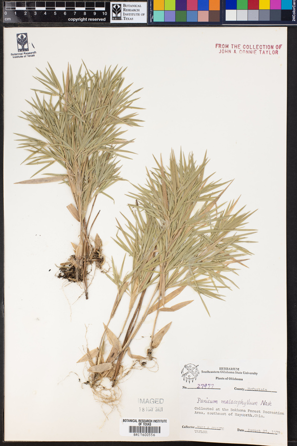 Panicum malacophyllum image