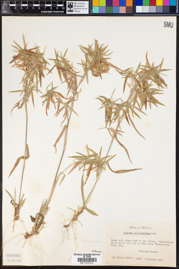 Panicum malacophyllum image