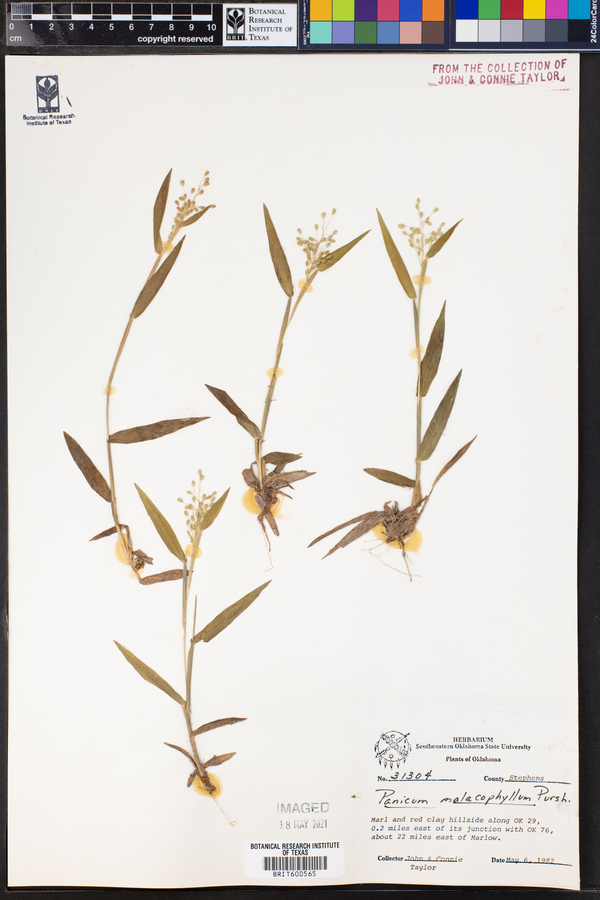 Panicum malacophyllum image