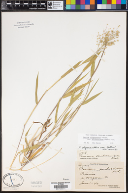 Dichanthelium oligosanthes var. scribnerianum image