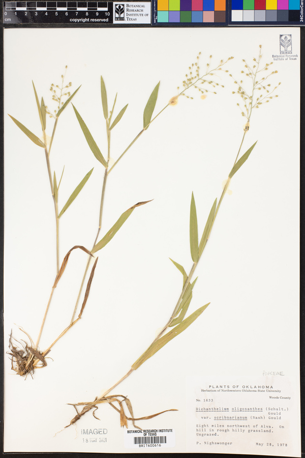 Dichanthelium oligosanthes var. scribnerianum image