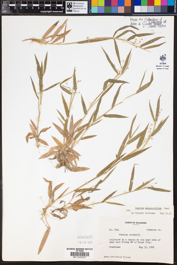 Panicum malacophyllum image