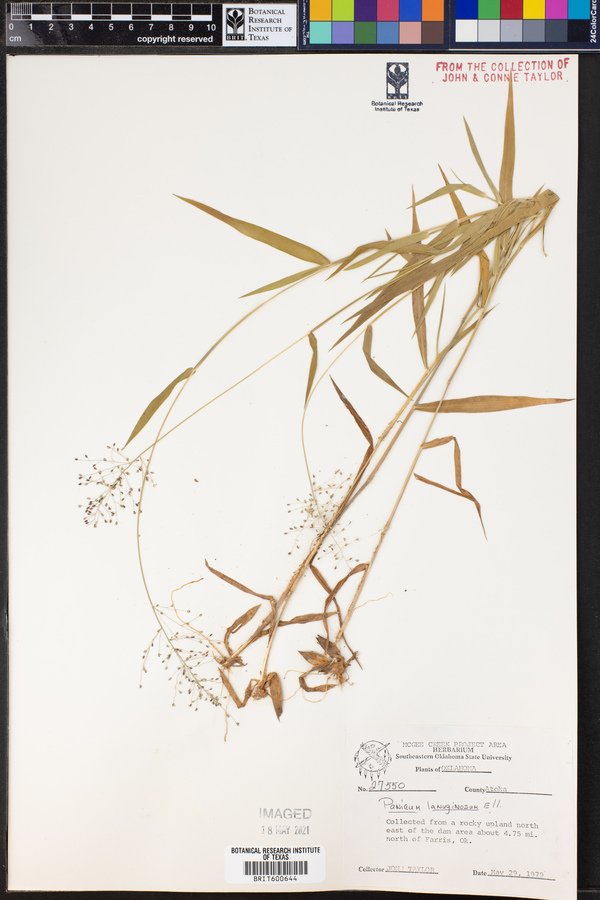 Dichanthelium acuminatum ssp. fasciculatum image