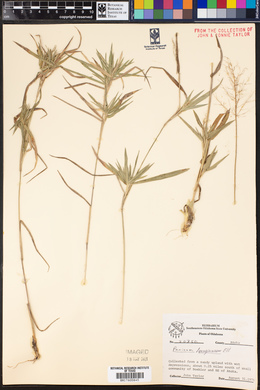 Dichanthelium acuminatum ssp. fasciculatum image