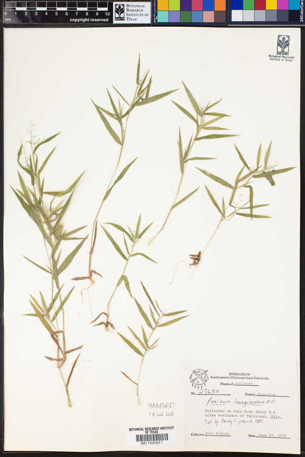 Dichanthelium acuminatum ssp. fasciculatum image