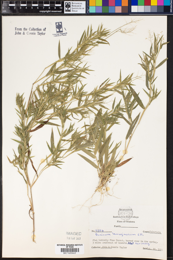 Dichanthelium acuminatum ssp. fasciculatum image