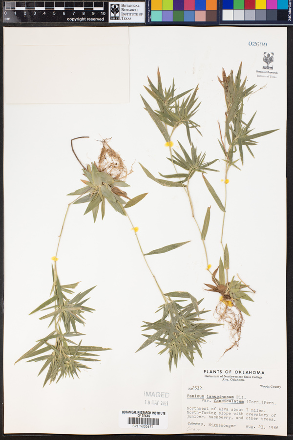Dichanthelium acuminatum ssp. fasciculatum image