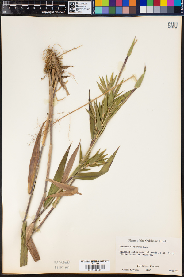Dichanthelium oligosanthes var. scribnerianum image