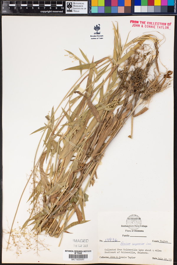 Dichanthelium oligosanthes var. scribnerianum image