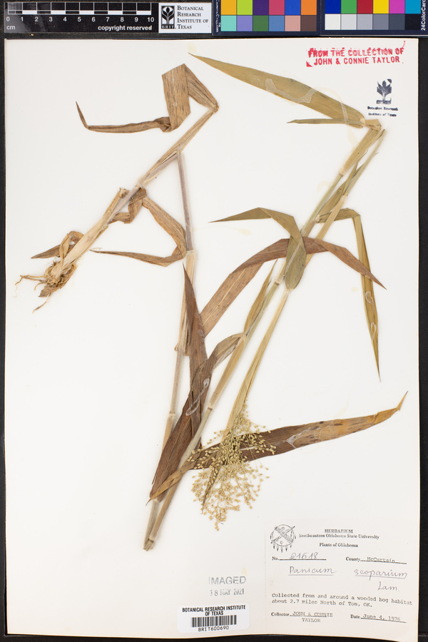 Dichanthelium oligosanthes var. scribnerianum image