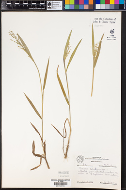 Panicum sphaerocarpon image