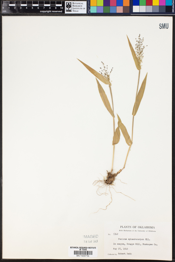 Panicum sphaerocarpon image