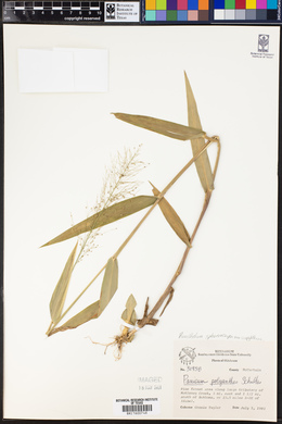Image of Dichanthelium polyanthes