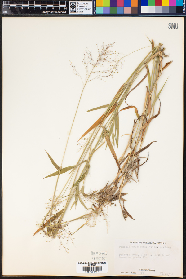 Panicum praecocius image