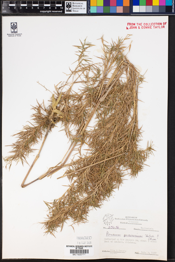 Panicum praecocius image
