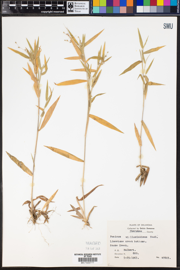 Panicum villosissimum image