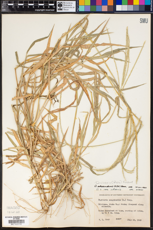 Digitaria ciliaris image