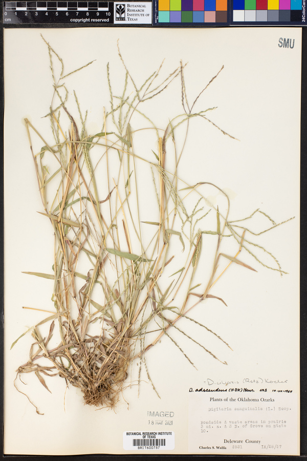 Digitaria ciliaris image
