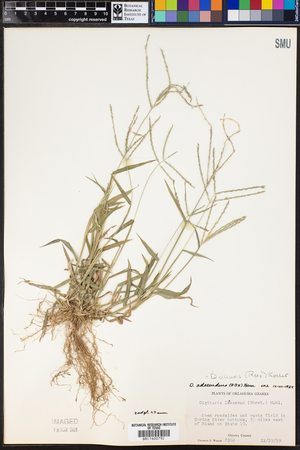 Digitaria ciliaris image