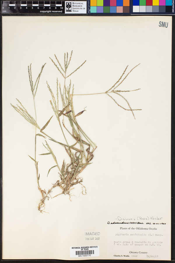 Digitaria ciliaris image