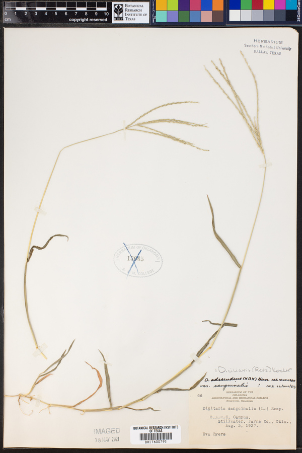 Digitaria ciliaris image
