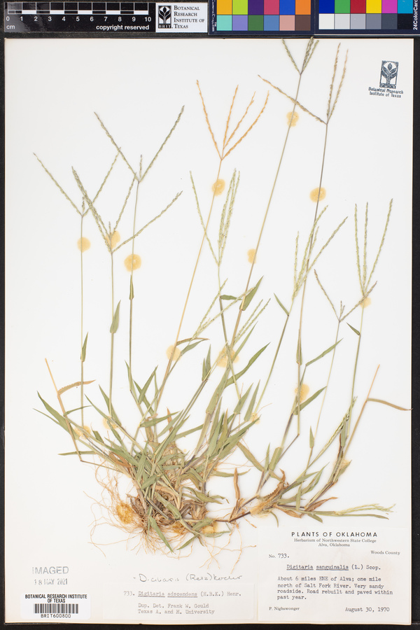 Digitaria ciliaris image