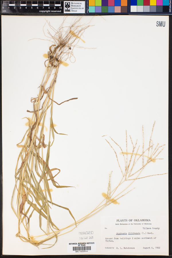 Digitaria filiformis image