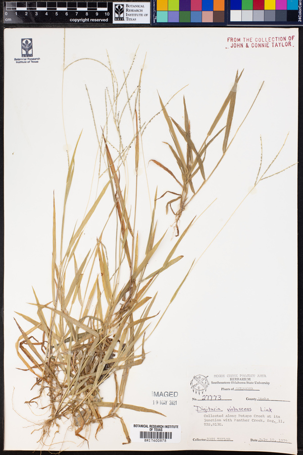Digitaria violascens image