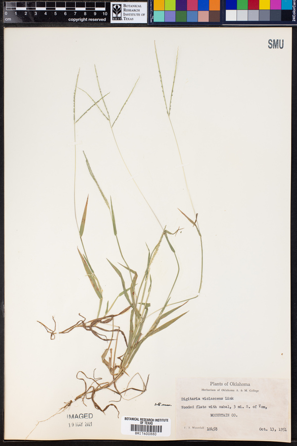 Digitaria violascens image