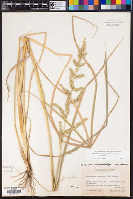 Echinochloa muricata var. muricata image