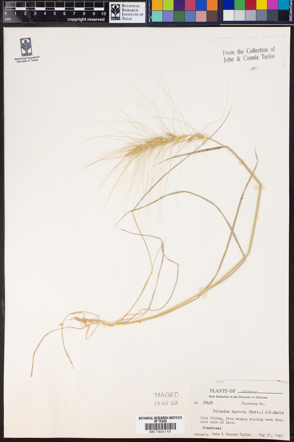 Elymus elymoides subsp. elymoides image