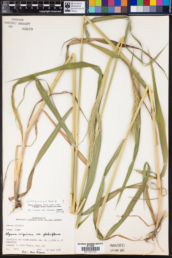 Elymus glabriflorus image