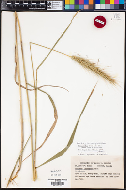 Elymus glabriflorus image