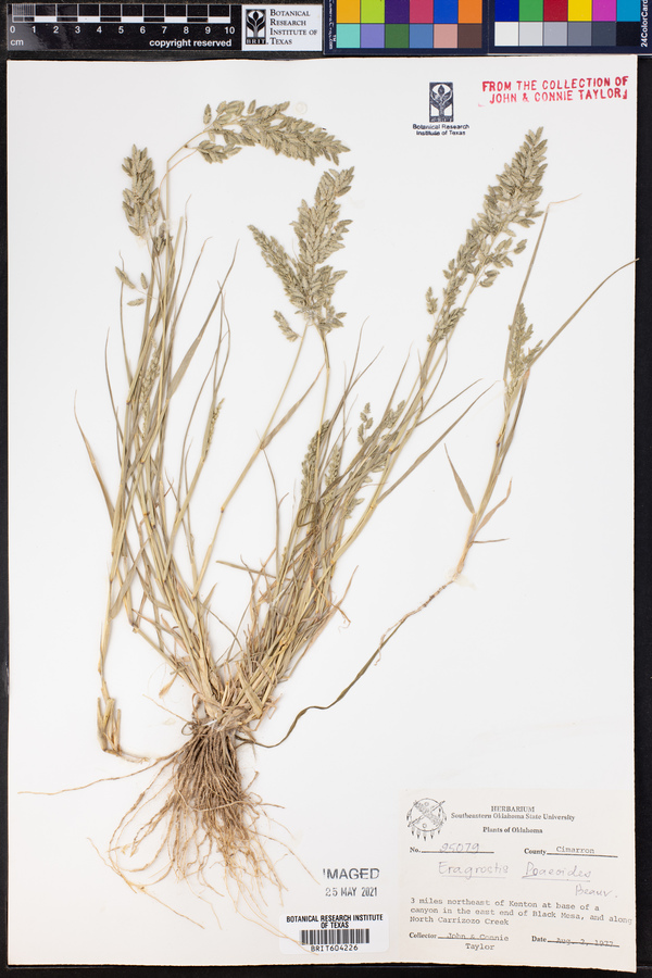 Eragrostis minor image