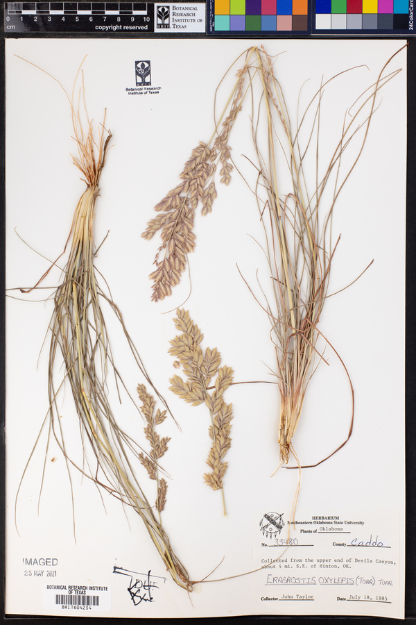 Eragrostis secundiflora ssp. oxylepis image