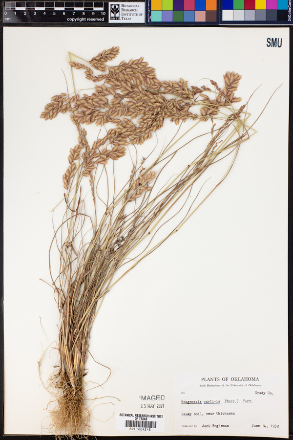 Eragrostis secundiflora ssp. oxylepis image