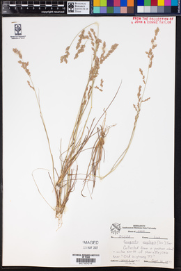 Eragrostis secundiflora ssp. oxylepis image