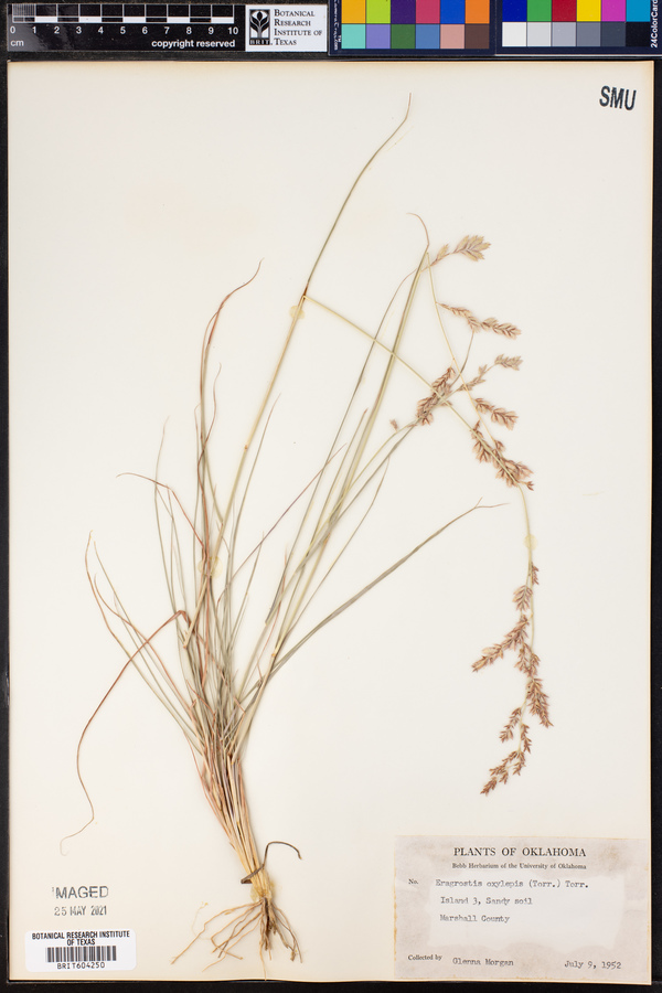 Eragrostis secundiflora ssp. oxylepis image